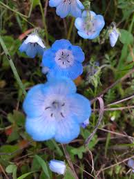 Maybe you would like to learn more about one of these? Seven Best Places For Wildflowers In Monterey County Monterey Farmgirl