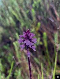 Image result for Satyrium crassicaule