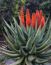 Image result for Aloe buchananii