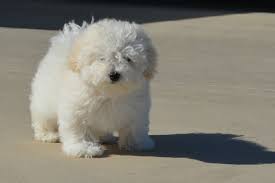 Check spelling or type a new query. Cute Teacup Bolognese Dog Novocom Top