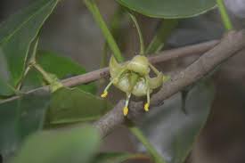Image result for Brexia madagascariensis