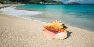 How to open a conch shell. Activate Your Travel Fame Wisdom And Wealth Feng Shui With Conch Shell Red Lotus Letter