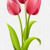 Galeri 30 gambar bunga teratai yang cantik pernik dunia. Https Encrypted Tbn0 Gstatic Com Images Q Tbn And9gctu Q5dakwq0 Nvfkzys1fqiuy1un4mfa4l6 E 6qp4v97 Dsi3 Usqp Cau
