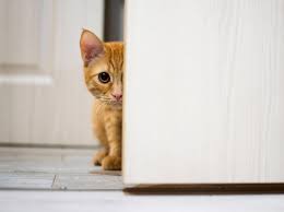 Völlig verfloht, abgemagert und auf der straße lebend wäre das leben für diese beiden straßenkatzen auf. Warum Suchen Sich Katzen Ein Neues Zuhause