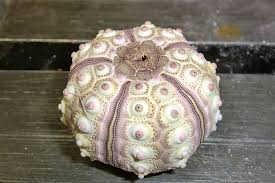 Image result for sputnik sea urchin