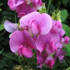 Image result for Oxyanthus latifolius