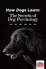 How Dogs Learn The Complete Dog Psychology Good Doggies Online Dog Psychology Dog Training Obedience Training Your Dog