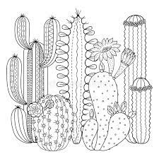 Free printable cactus coloring pages. Vector Coloring Page Linear Image On White Background Cute Cactus For Page For Coloring Book Contour Image Of Cactus Scribble Fo Stock Vector Illustration Of Relaxation Flower 117430939