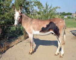 Check spelling or type a new query. Somatic Mutation Esel Tiere Pferde