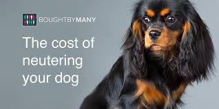 That's because each animal organization is unique, and uses a range of different factors to determine a cost. How Much Does It Cost To Neuter A Dog Bought By Many