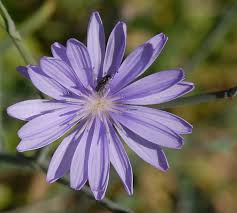 Image result for Lactuca imbricata