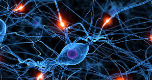 Sinapsis El Lenguaje De Las Neuronas En El Cerebro