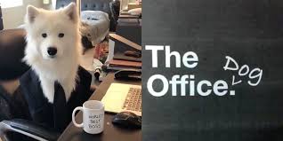 The Office Spoof Recreates Show Opening With Dog Dog Business Dogs The Office