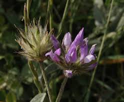 Image result for Microcharis latifolia