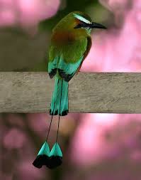 Colorful Birds With Long Tail Feathers Shake Your Tail Feathers Baby Aves Aves Pajaros Aves Exoticas