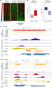 landscape of histone modifications in a sponge reveals the