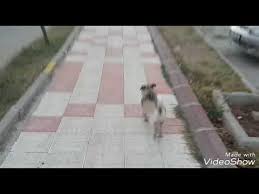 Pug Gunlukleri Disilerde Regl Donemleri Youtube
