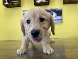 Cream or gold, but always so gorgeous, discover our golden retriever puppies for sale, from many of the finest, champion winning breeders in europe, and you will see some of the most beautiful pups ever. Golden Retrivers Puppies For Sale In Westchester New York