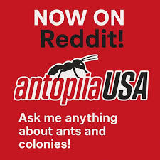 Image result for Antopetitia