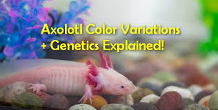 She was so tiny when i first got her. Axolotl Color Variations With Pictures Genetics Explained Care Guides For Pet Lizards