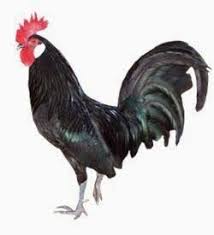 Ayam Minorca Pulau Spanyol Ternak Ayam