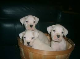 Lancaster puppies has boxers for sale! Boxer Puppies In Washington