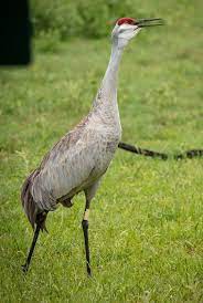 Crane sandhill crane sandhill baukran site bird construction work build sky cranes construction stock photos we have about (130 files) free stock photos in hd high resolution jpg images format. Sandhill Crane Fossil Rim Wildlife Center