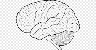 Check spelling or type a new query. Outline Of The Human Brain Drawing Brain Hand People Png Pngegg