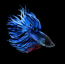 Pin Di Animals Fresh Water Fish