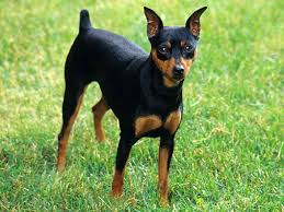 Pincher Kopek Ozellikleri Nelerdir Yavru Minyatur Pinscher M N Pin Cinsi Hakkinda Bilgiler Yasam Haberleri