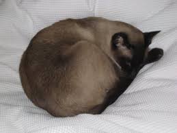 She was loud, bossy, incredibly persistent and basically had the personality of. Seal Point Siamese Cats