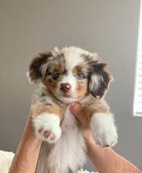 Comment Bien Eduquer Son Chiot Pas A Pas Mois Par Mois Vous Souhaitez Bien Dresser Votre Berger Allemand Plu Animaux Adorables Chien Mignon Animaux Mignons