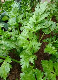 Green Coriander Or Coriandrum Sativum L. In The Organic Farm.This Is The  Good Vegetable For Healthy. Stock Photo, Picture and Royalty Free Image.  Image 91444808.