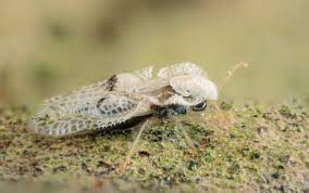 Se mai adaugă sare după gust. Tigrul Platanului A Invadat Capitala Ce Spun Medicii Despre MuÈcÄtura Insectei Stirileprotv Ro