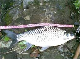 Ia merupakan ikan yang penting secara komersial dan dijual di sebagai ikan akuarium. Gambar Ikan Tawes Hias Besar Harga Mahal