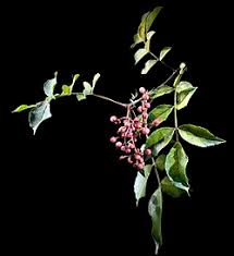 Image result for Zanthoxylum chalybeum