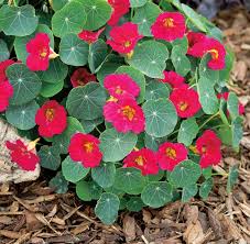 Nasturtiums are as lovely in the garden as they are in a salad! Nasturtium Baby Rose T T Seeds
