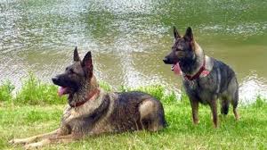 Check spelling or type a new query. German Shepherds Nyc Akc German Shepherds Middletown Ny German Shepherd Breeder Ny New York Canine