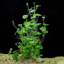 Image result for Hydrocotyle