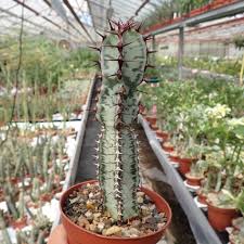 Image result for Euphorbia confinalis