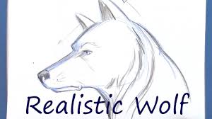Grab your pencil and paper and follow along as i guide you through these step by step drawing. Learn To Draw A Wolf Youtube