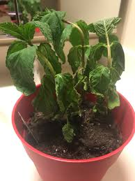 Ideally both have their own set of benefits spearmint on the other hand has a delicate flavour and fragrance that is sweet, making it ideal for mouth refreshment. Was Gifted A Sweet Mint Plant A Day Ago That Is Wilting Any Tips For A Beginner Plant Grower Houseplants