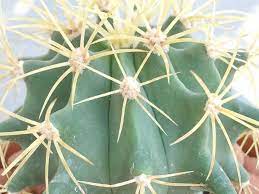 Jeff debunks the myths regarding the barrel cactus. Ferocactus Glaucescens Blue Barrel Cactus World Of Succulents Barrel Cactus Cactus Plants Cacti And Succulents