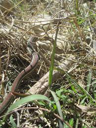 The redstripe ribbon snake seems to be highly aquatic, always found in the water or very close to the water. Red Striped Ribbon Snake Herps Of Travis County Inaturalist