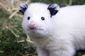 This Is Daisy A White Opossum Isn T She Magnificent Albino Animals Cute Animal Memes Melanistic Animals