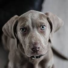 Gluten free menu, bread/buns, donuts, coffee shop. Pet Friendly Dog Bakery Home Facebook