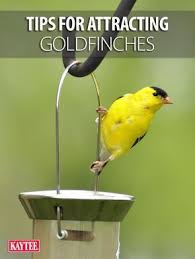 See More Bright Yellow Goldfinches In Your Yard With These Tips Finches Bird Garden Bird Feeders Backyard Birds Sanctuary