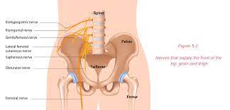 Coronal diagram of the male inguinal anatomy. Groin Pain Structures And Conditions That Can Contribute To Groin Pain