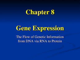 Protein synthesis worksheet answers part a. Chapter 8 Gene Expression The Flow Of Genetic Information From Dna Via Rna To Protein Ppt Powerpoint