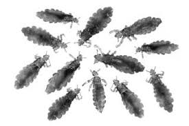 These bugs look like small black dots. Head Lice Symptoms Treatment And Prevention Live Science